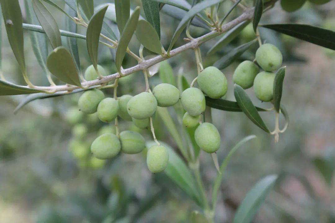 农民丰收节丨武都油橄榄丰收在望