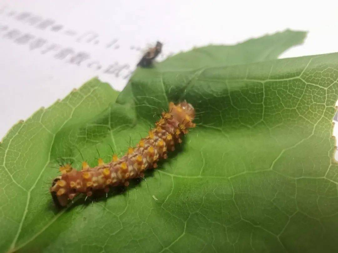 【科创科普】鳞翅舞动——昆虫饲养记录_幼虫