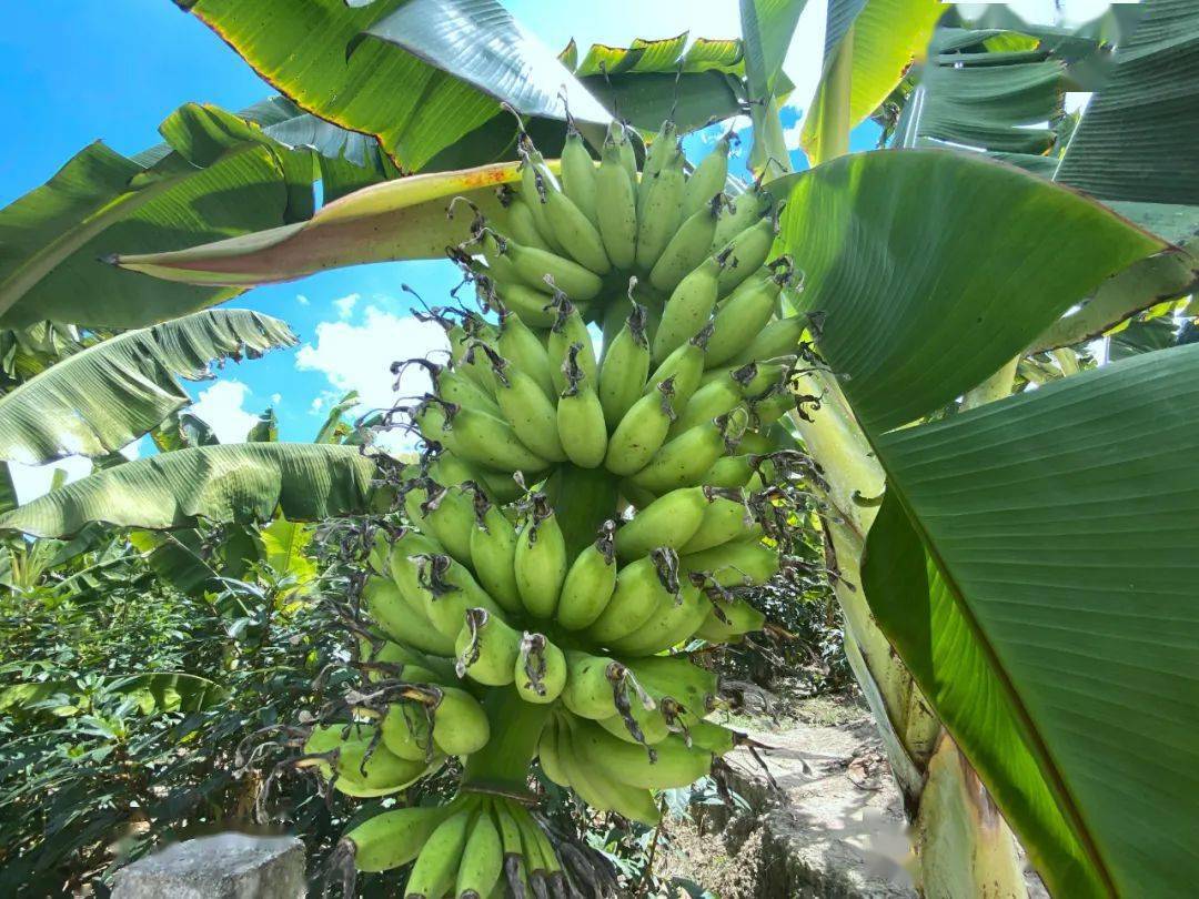 鹤市镇莲坑村皇帝蕉喜迎丰收产业发展助农增收