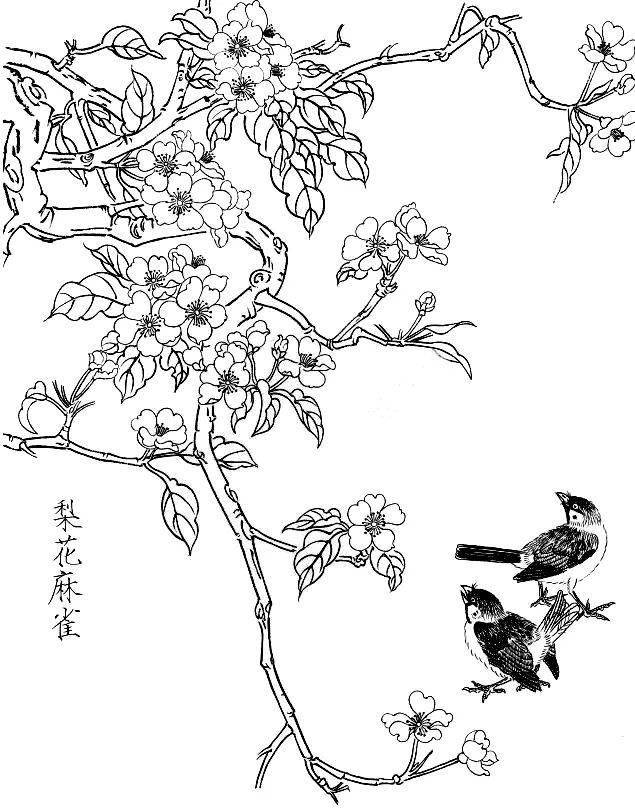 素材一組白描花鳥畫稿25圖