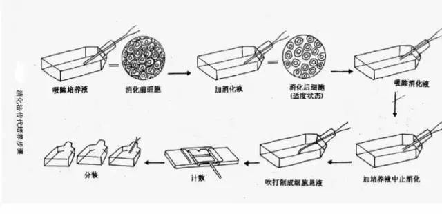 贴壁生长细胞传代(酶消化法)去除瓶内培养液后,加入1-2ml 0.