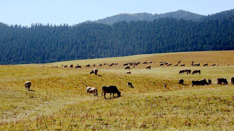 新疆昭苏唱响养殖褐牛致富经