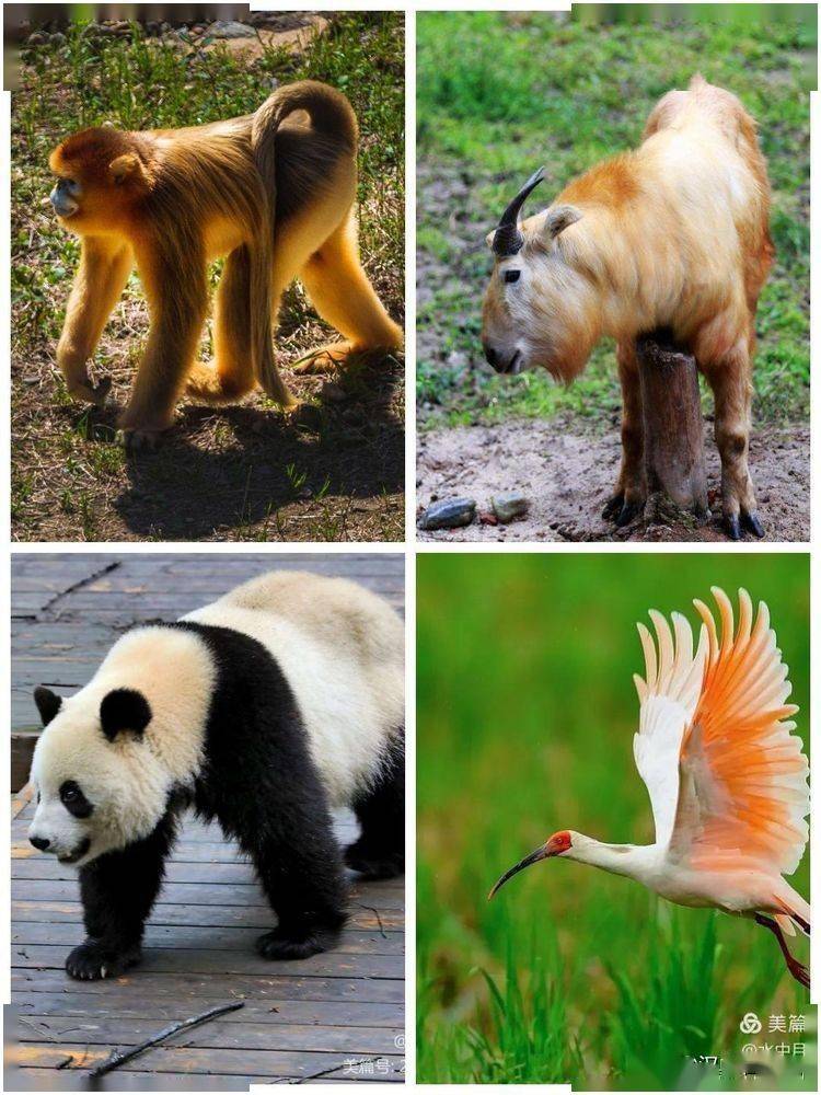 汉中市动物园图片