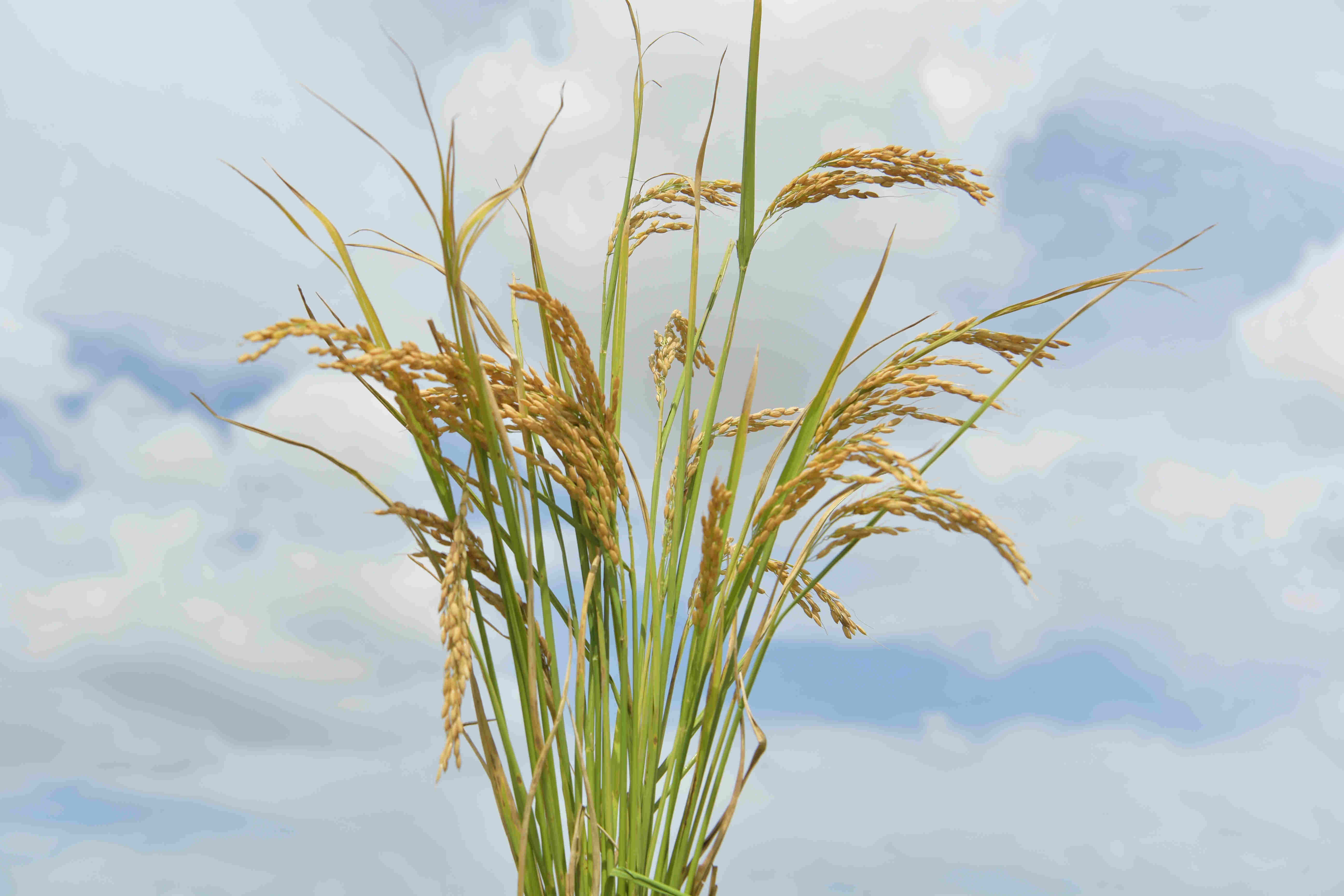 华东师大割稻课被"秒空",00后收割秋天第一把"国庆稻"