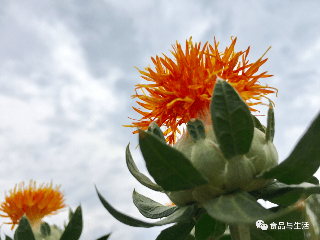 伊犁大地红花盛开
