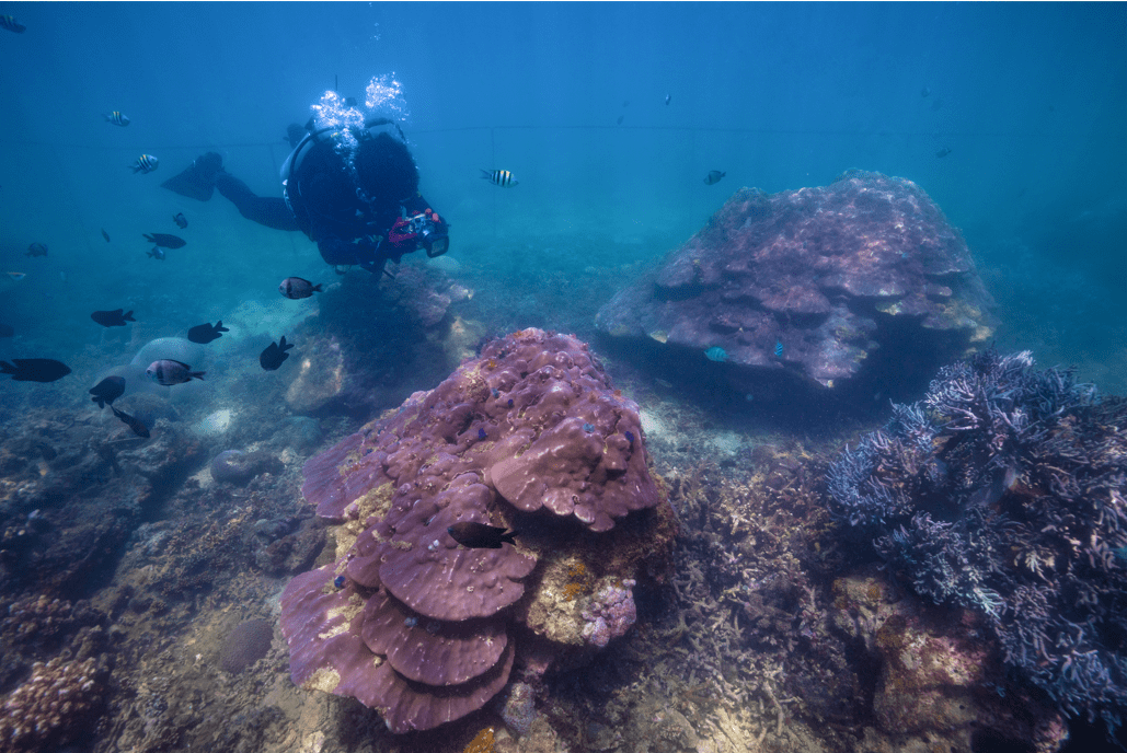 分界洲岛"古村落"是对近代一次地质灾难的展示,也为众多海洋生物提供