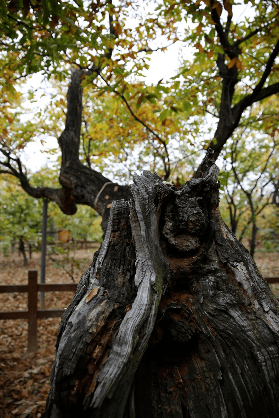 老栗树等等……如何送到您身边通过什么方法种植告诉