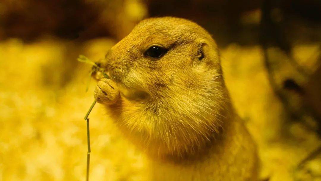 海獅秀場企鵝家園美人魚劇場夢幻水母宮動物們萌點滿滿我們