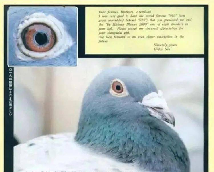 詹森兄弟的"老麦克斯"b67-6282031灰浅斑雄鸽,体型娇小,头型有些雌像