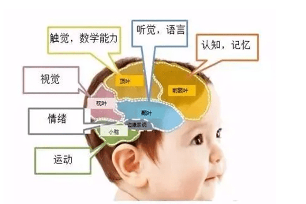 大脑语言区域布置图片图片