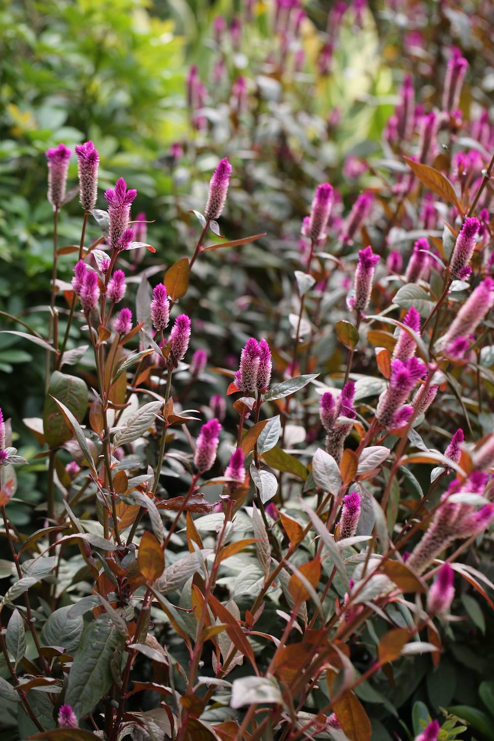 自然散步野生青葙荒野之主