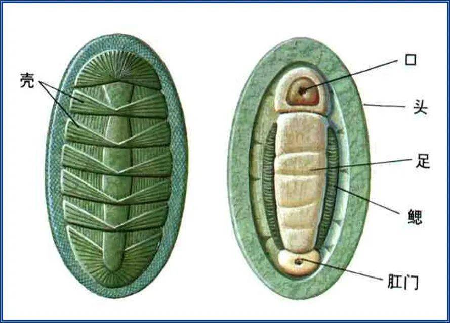 它们的身体一般为椭圆形,背面覆有八块板状的贝壳,外套膜仅仅包着身体