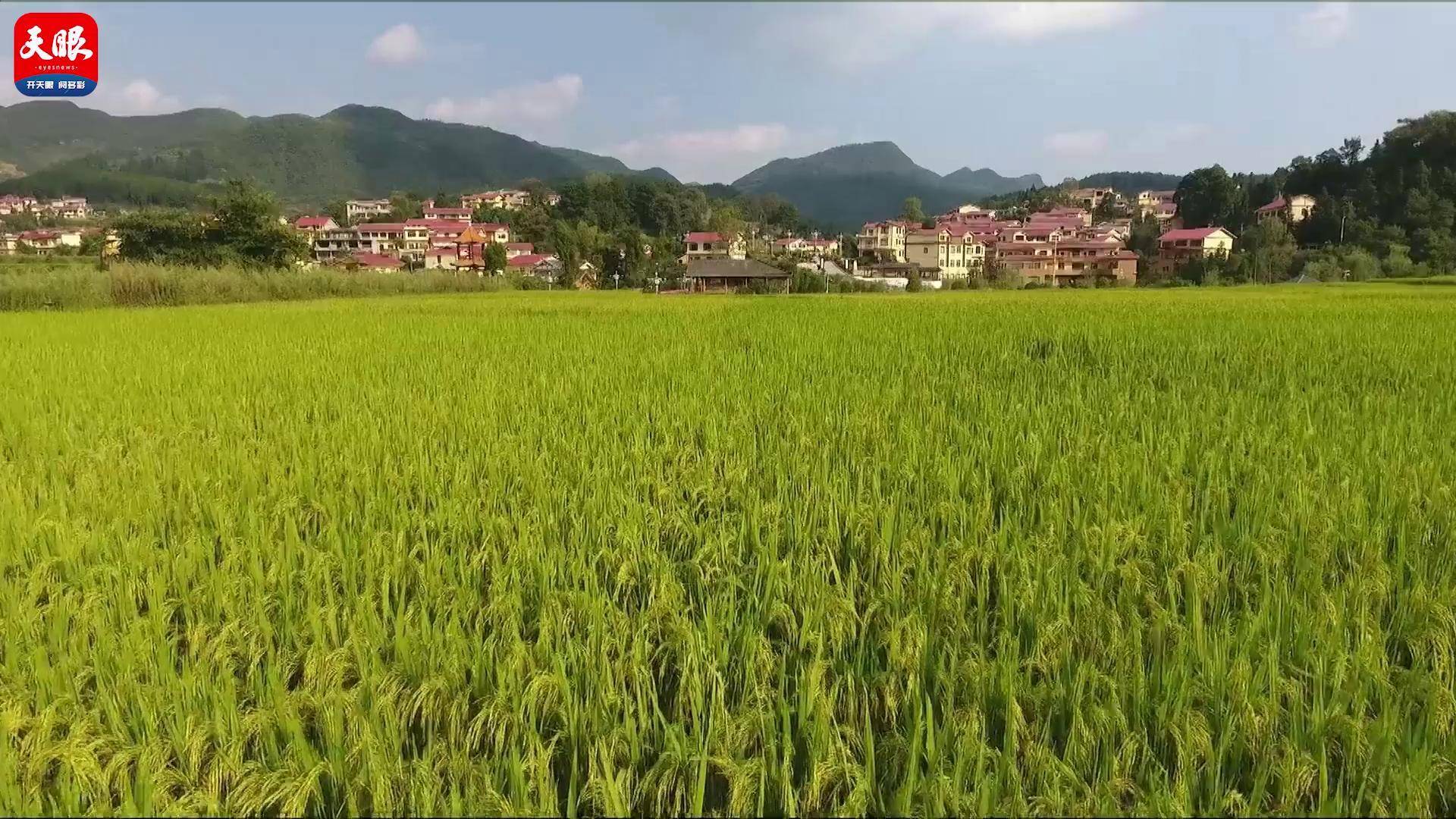 美丽乡村行仁怀市银水村创新稻n模式高效发展农业