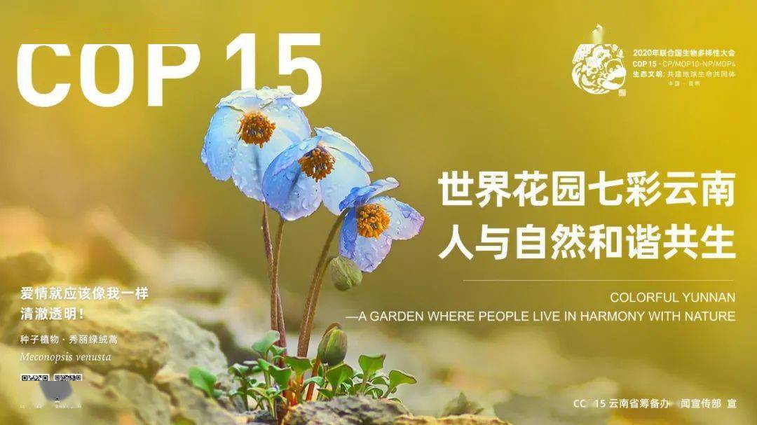 【迎接cop15】这些藏在昆明街头的"小可爱,你遇到了吗?