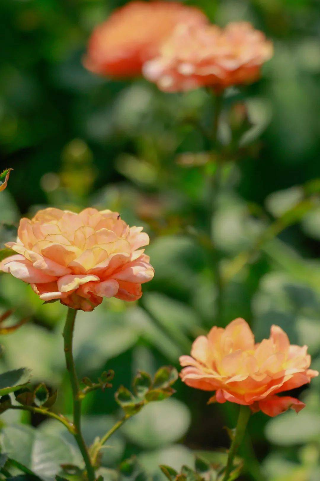 满眼繁花桂城盛装靓相