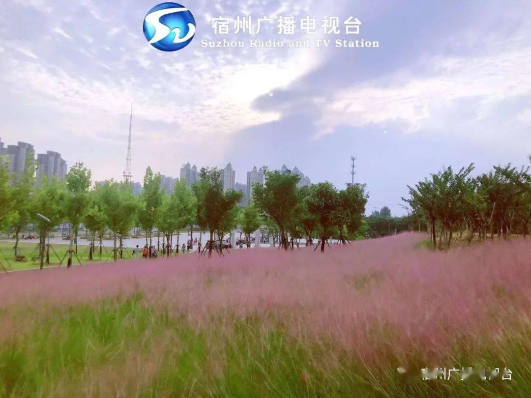 粉黛乱子草上线错过又要等一年