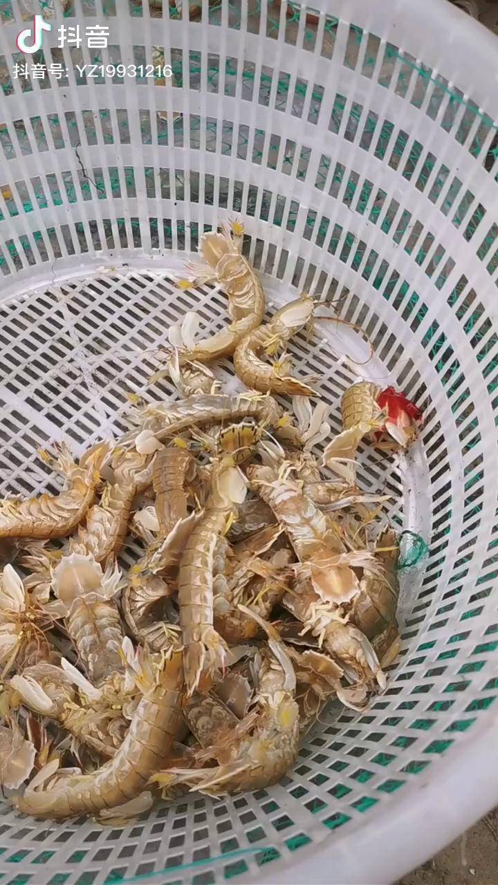 如你所见,所过皆新鲜皮皮虾 全网最新鲜海鲜