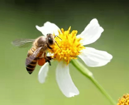 6,蜜蜂与花蜜