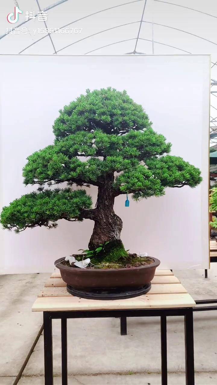日本九重大阪松日本盆景精品盆景盆景进口盆景盆景艺术