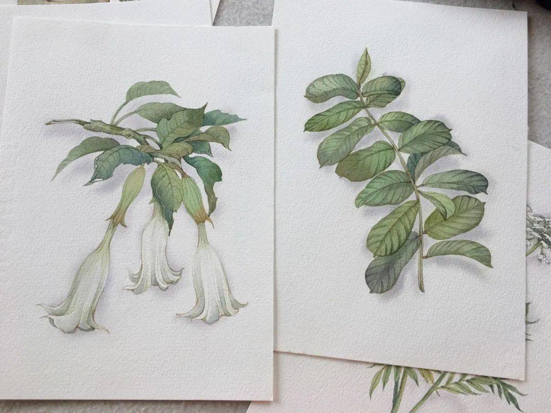 新书 毒草芬芳 芭芭笔下的水彩花卉 作品展