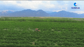 中法|全球连线｜中法友谊在葡萄酒香中愈加醇厚