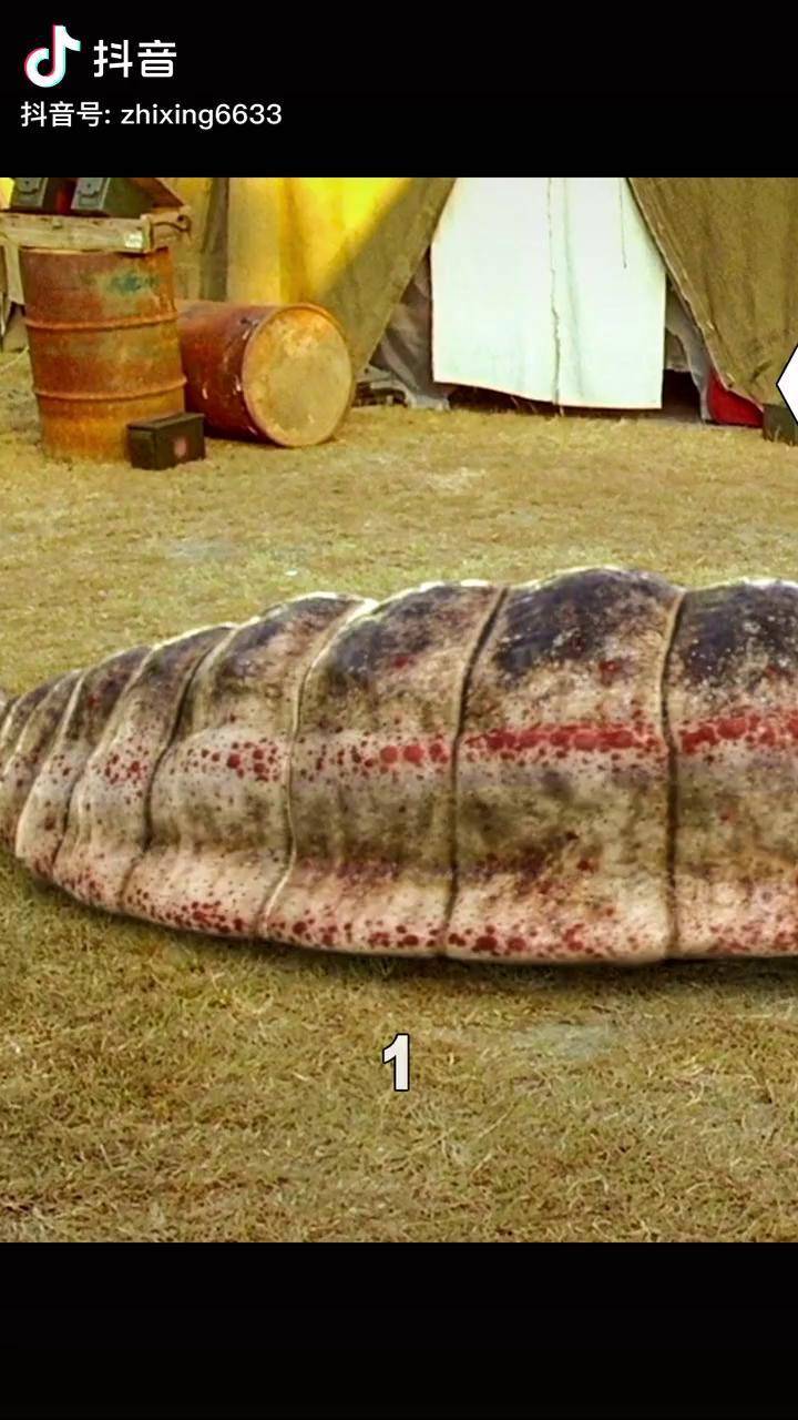 蒙古死亡蠕虫存在吗图片