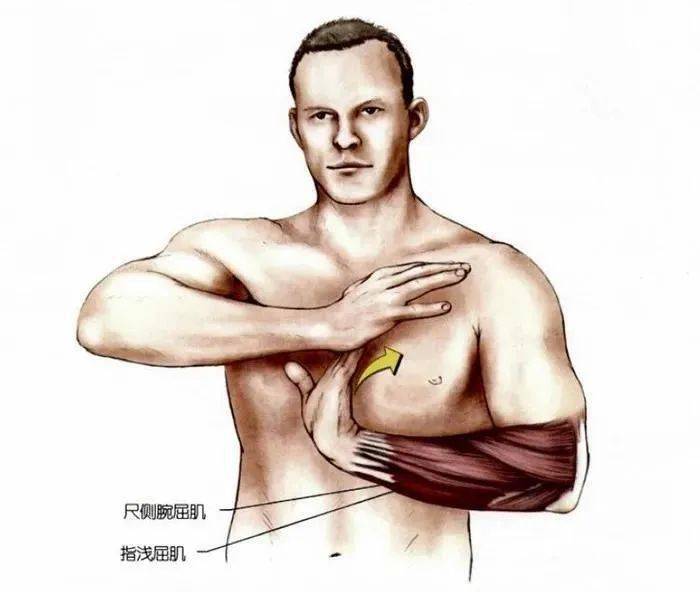 你要学习的手臂肌群拉伸都在这里了