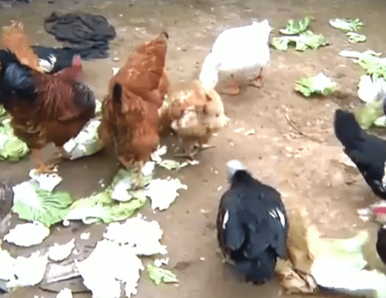 粪便|女子帮丈夫杀鸡后失去意识，竟是患上了致死率40%的重疾…...