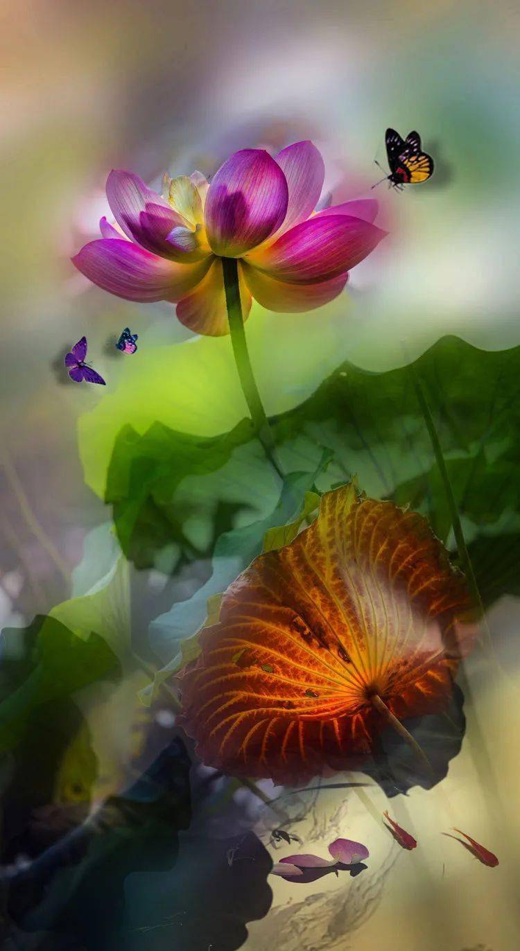 花卉摄影:画意荷花