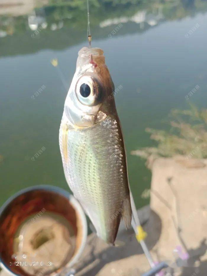 基本上是大眼鳊,只有二条小白条.