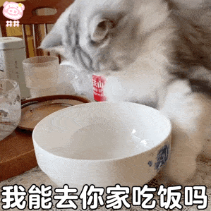 我宣布下班第211期猫咪表情包
