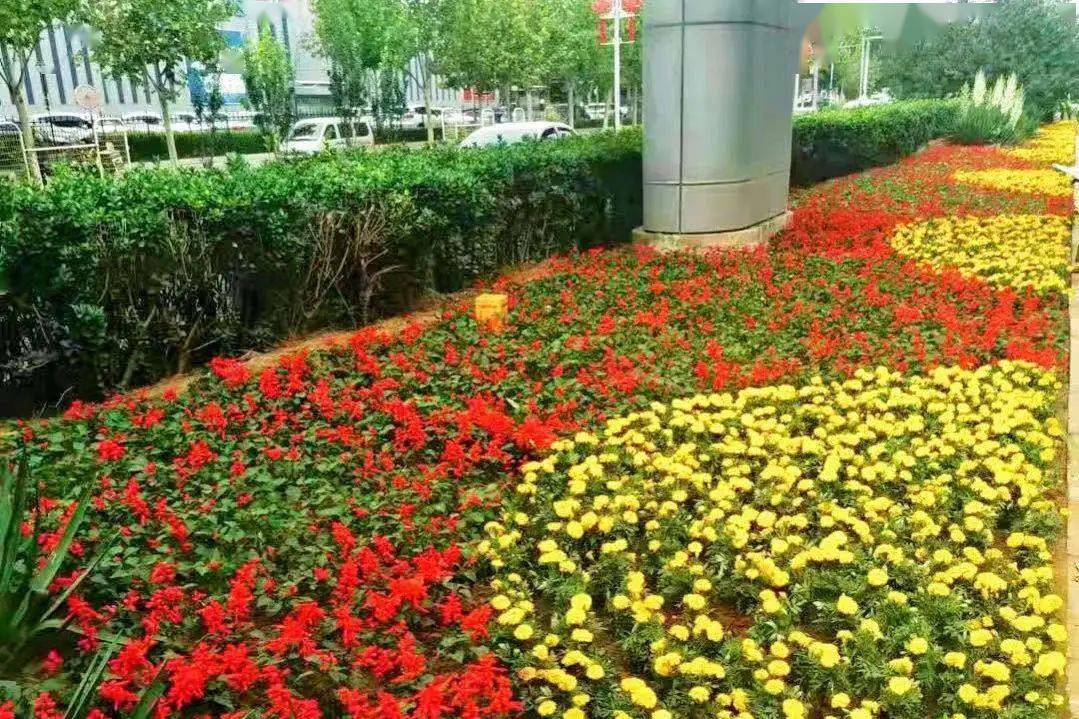 栽摆80万株房山区庆十一主题花坛亮点梳理