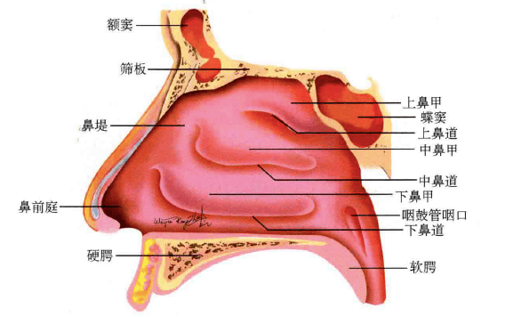 鼻道结构图片