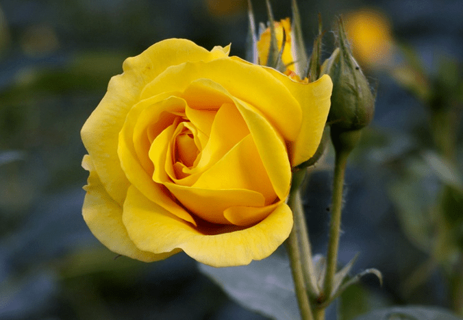 每日一花月季卡特道尔黄得非常亮眼