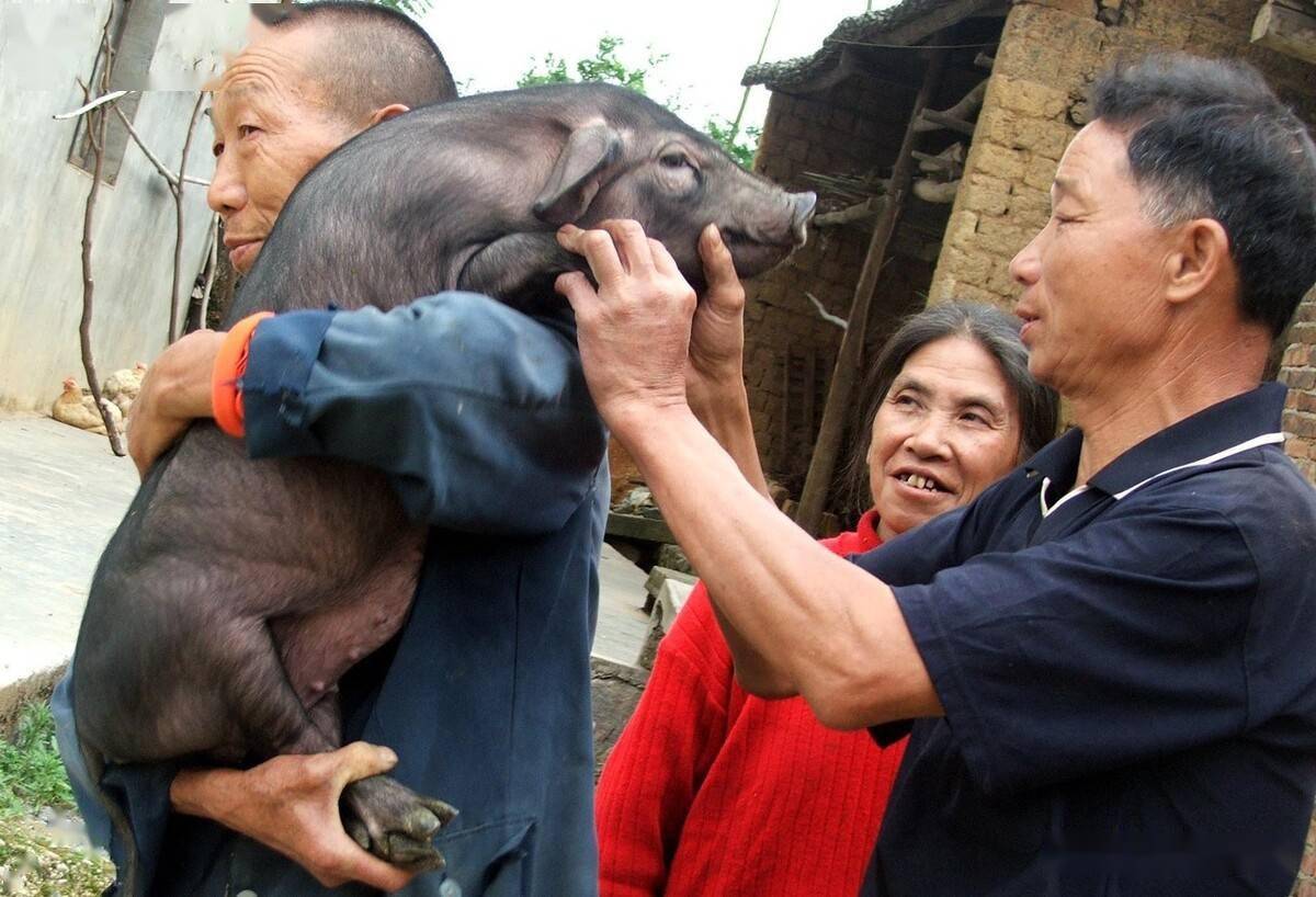 辽宁昌图农村一养猪户卖小猪4头100元太便宜了听卖猪人咋说