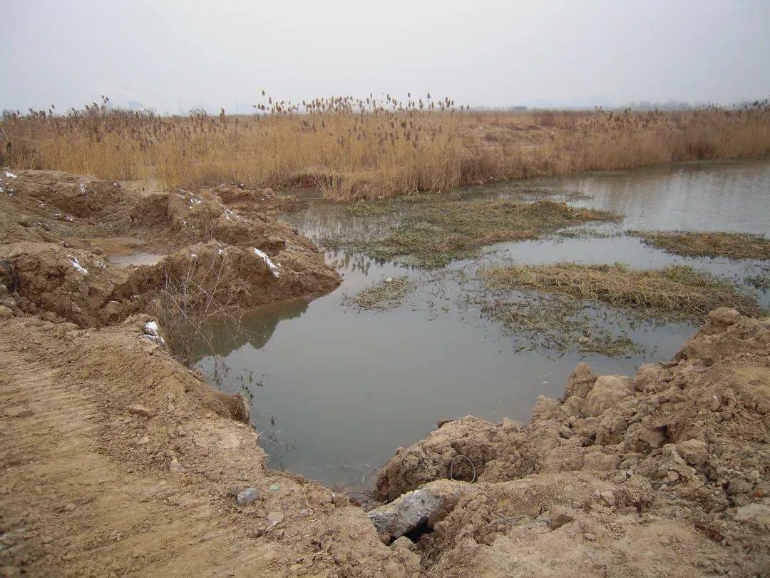 江苏焕颜 要你好看 | 徐州潘安湖湿地公园,采煤塌陷地变身城市花园_生