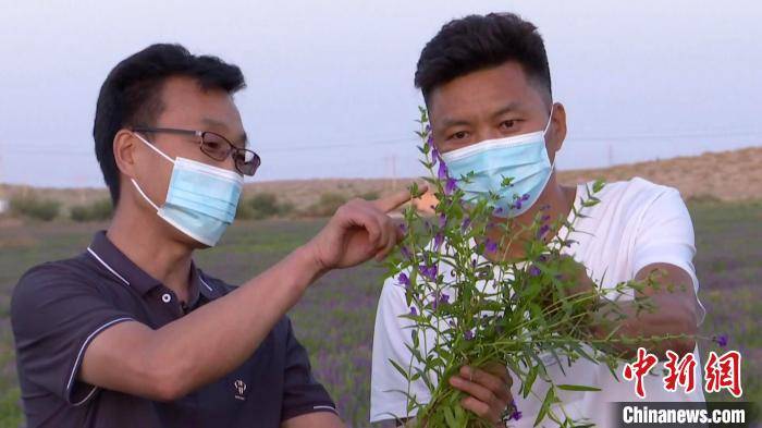 新疆和硕县戈壁滩上万亩药田繁花盛放