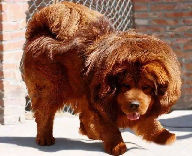 这6种狗狗都会忘恩负义养了等于白养