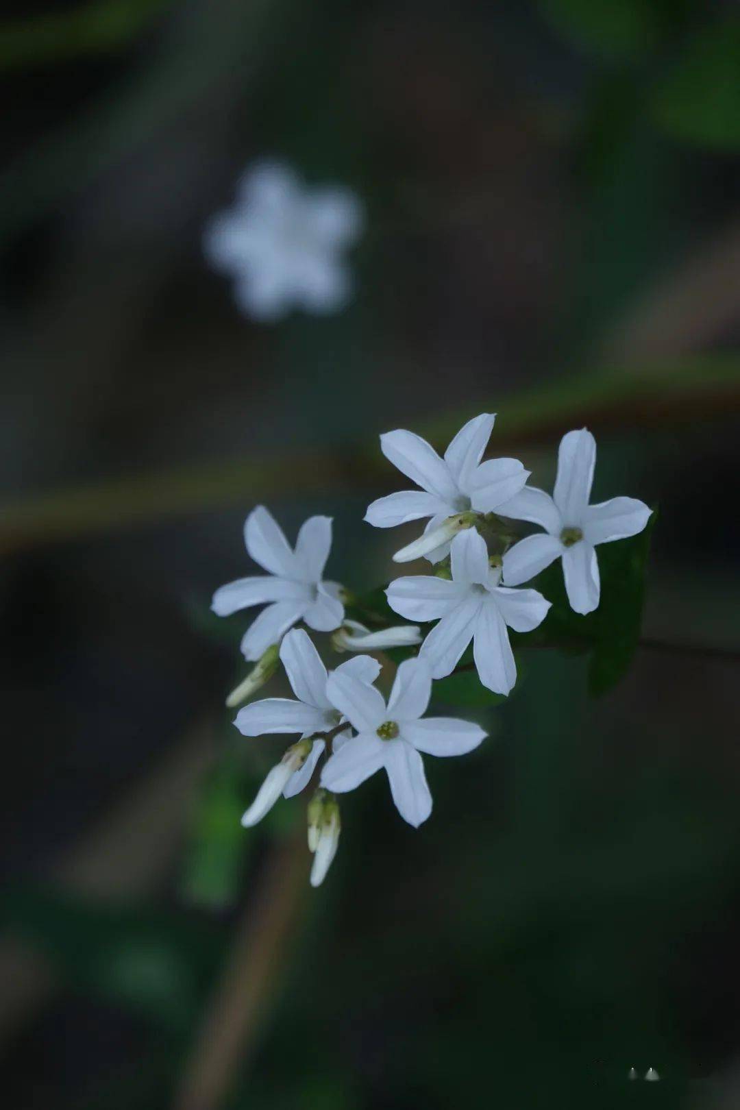 飞蛾藤花开白得清雅小得秀气