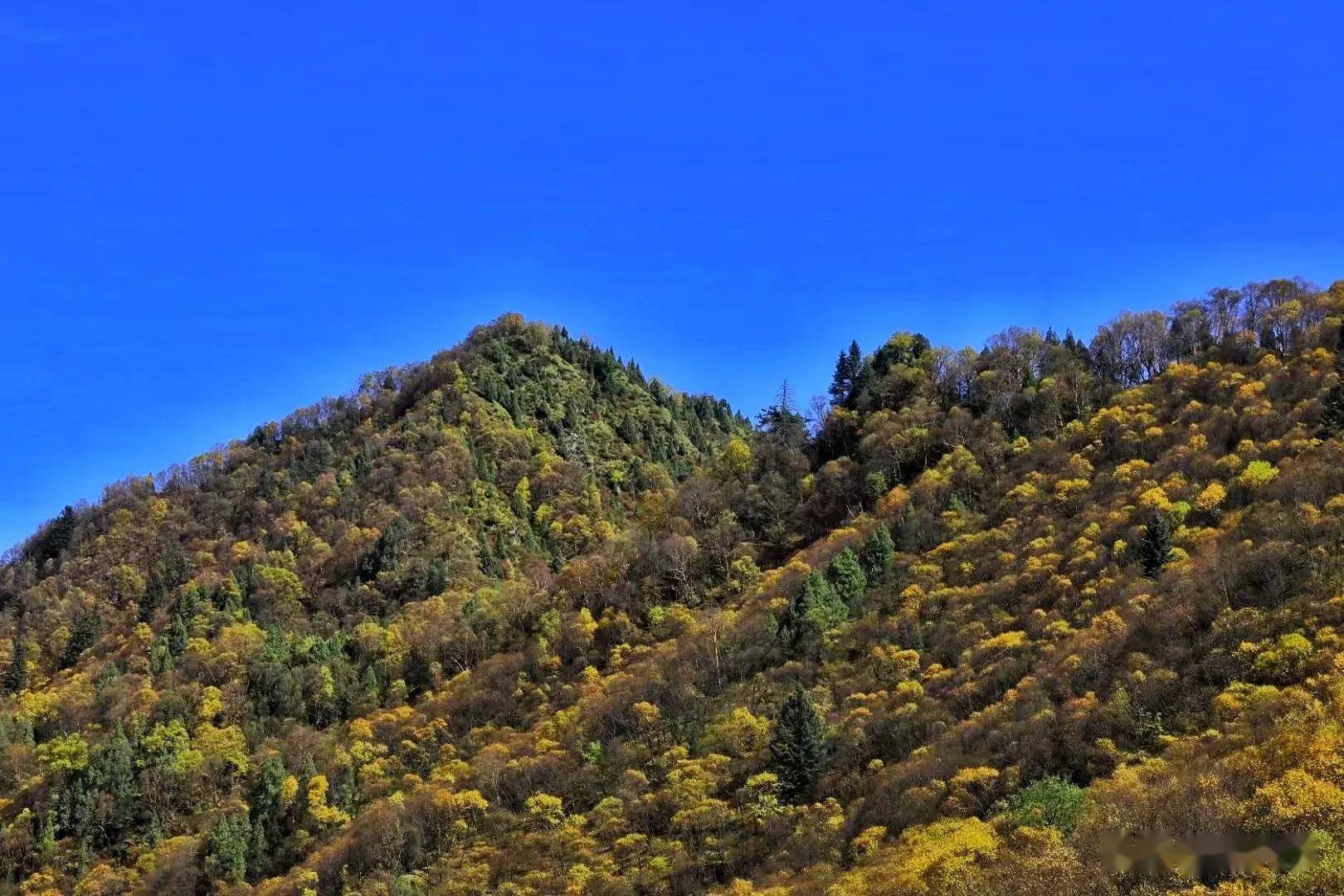金秋十月,互助北山森林公园,层林尽染,一片金黄