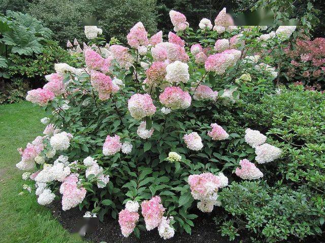 技巧一文学会乔木绣球栎叶绣球大花绣球圆锥绣球修剪方法