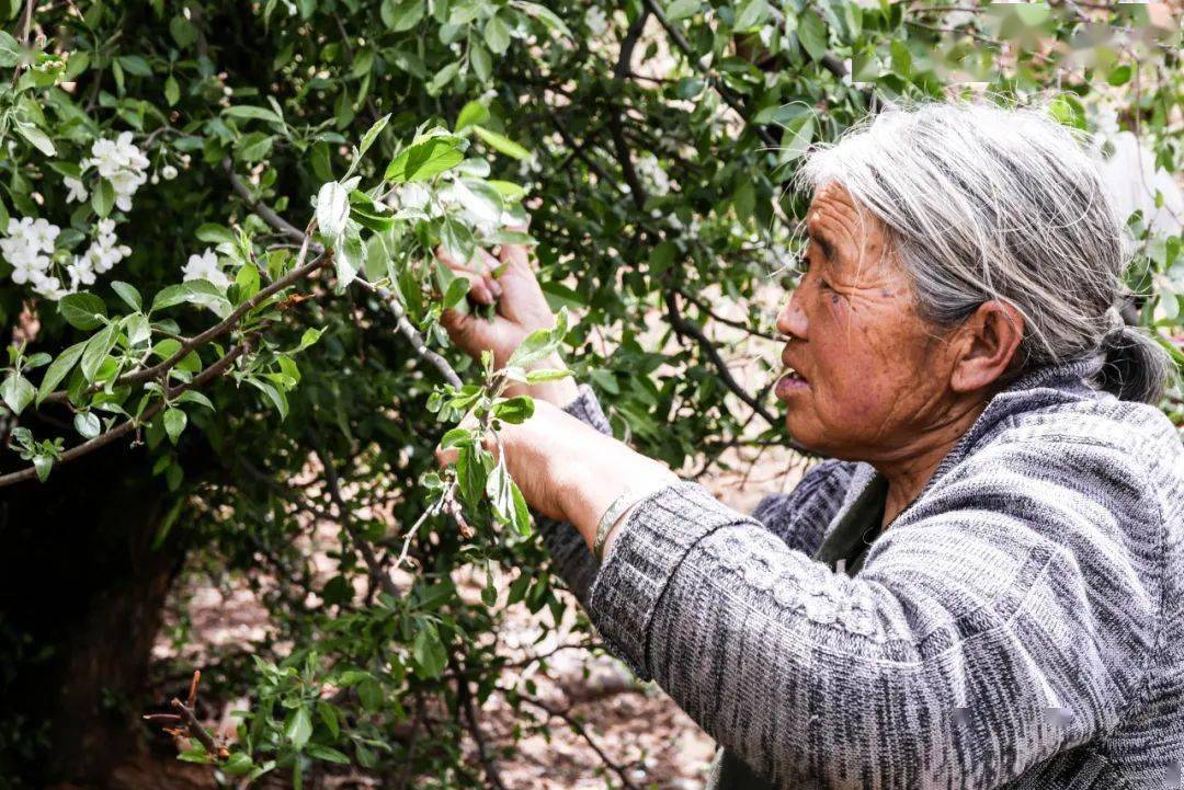 来自雪域高原的野生俄色茶三高人群的福音