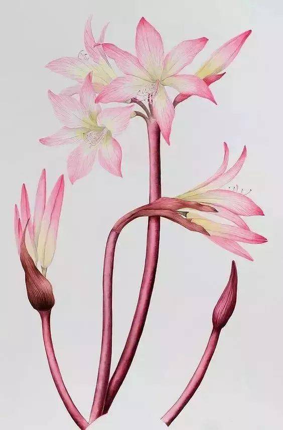 想要学好彩铅花卉,一定要临摹她的画!