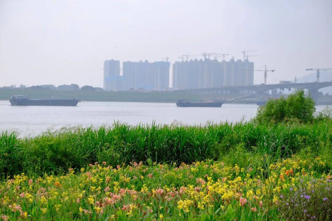 错过了要再等一年肇庆江滨公园网红草又盛放了