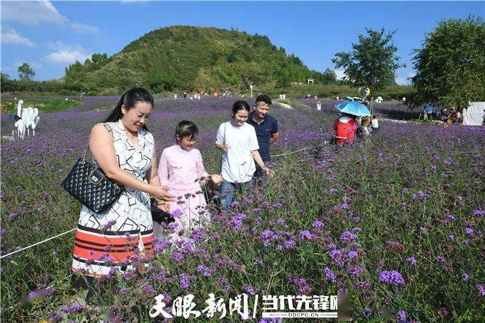 别错过！贵阳这片紫色花海太美了