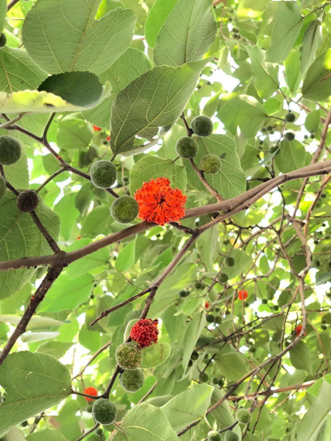 绿穗穗和红果果,都能吃除了特殊的叶片, 构树最典型的特征还是它们的