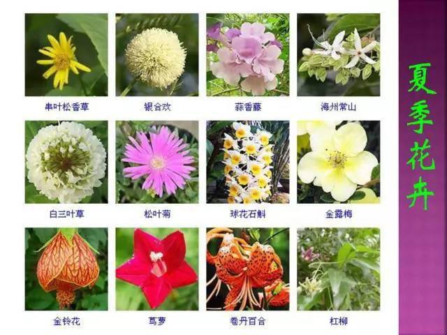 1000多种常见花卉植物图谱超全总结