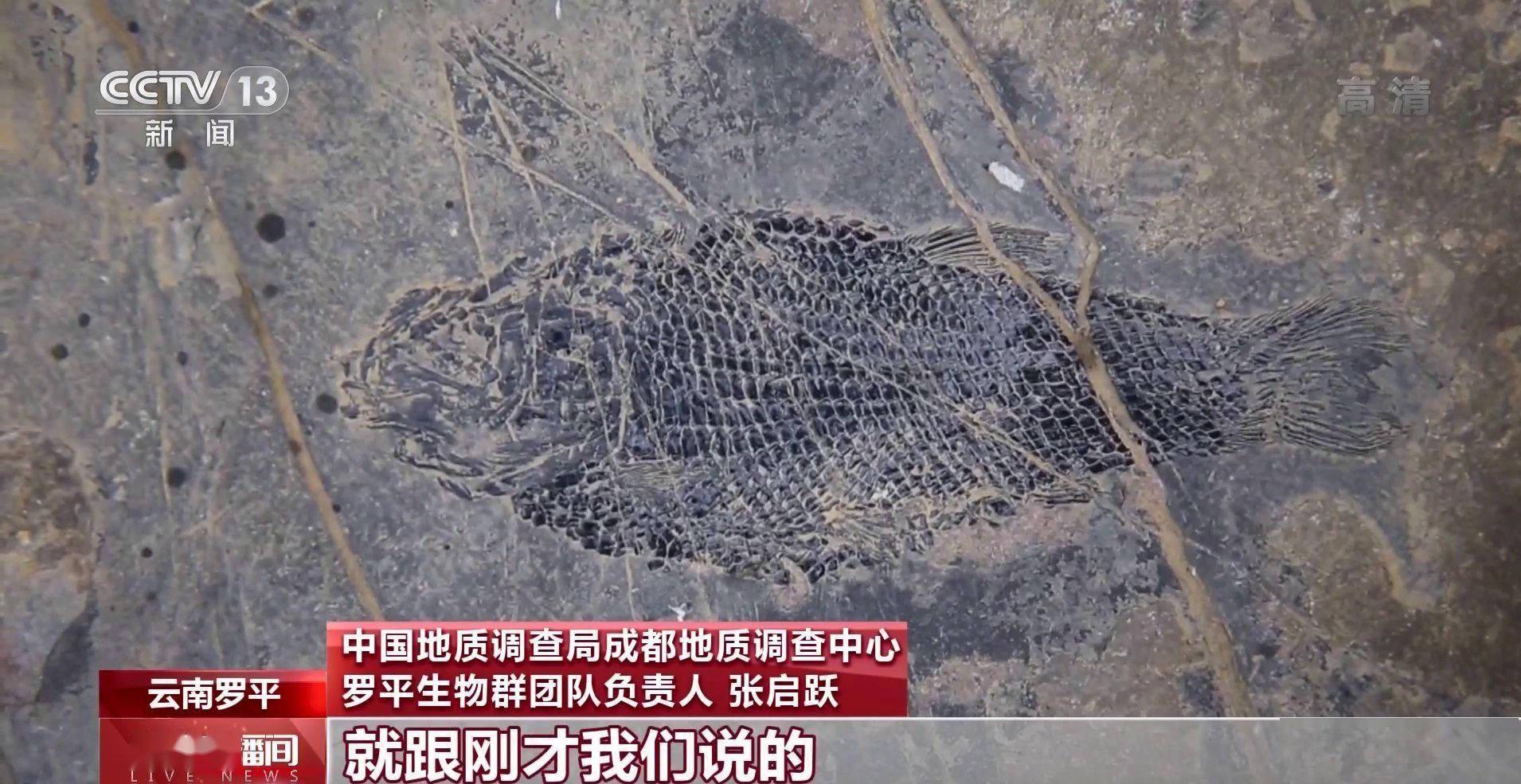 化石|云南禄丰恐龙科考“啃硬骨头”：恐龙化石如何修复？