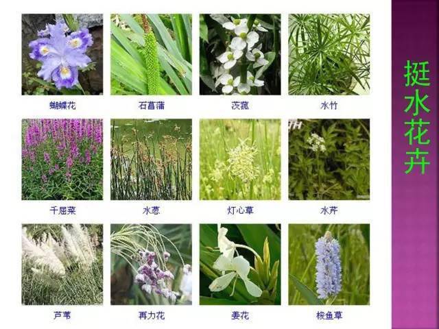 1000多种常见花卉植物图谱,超全总结!