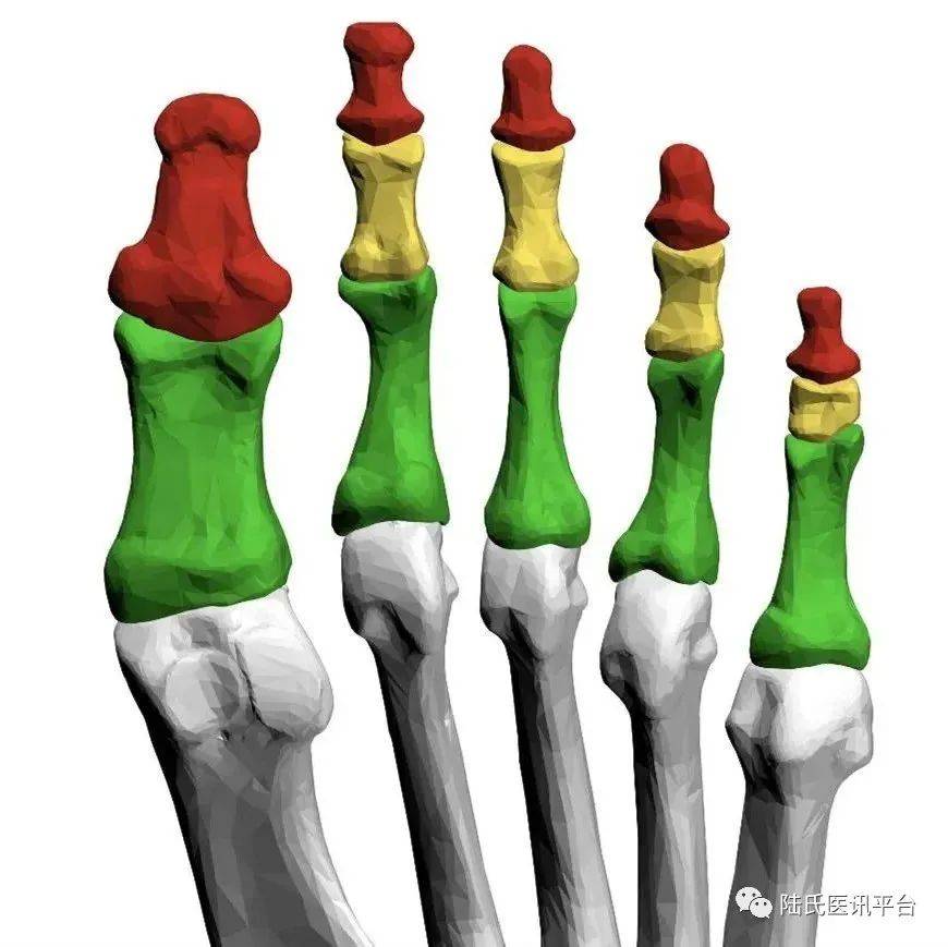 人気ブランドを 骨格標本 脊柱 上肢 下肢 その他 - virtual2122